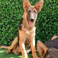 سگ های نگهبان|سگ|کرج, فاز ۳ مهرشهر|دیوار