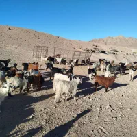 فروش ۵۰بز محلی|حیوانات مزرعه|طبس, |دیوار