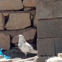 گم شده