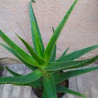 گل های طبیعی