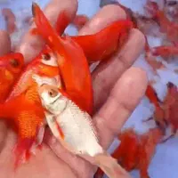 فروش عمده ماهی قرمز و گلفیش شب عیدی و مخصوص شکار|ماهی|گنبد کاووس, |دیوار