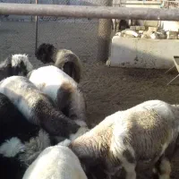 بره نر گوشت ارگانیک به شرط