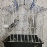 عروس هلندی جفت با قفس