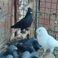 کبوتر  دم سفید