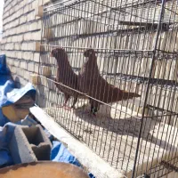 سرخ دم سفید|پرنده|پاسارگاد, |دیوار