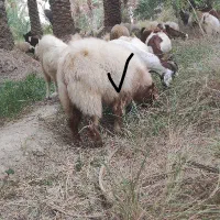 چپش نری