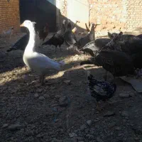 بوقلمون ماده وخروس وغاز صائین قلعه|حیوانات مزرعه|صائین قلعه, |دیوار