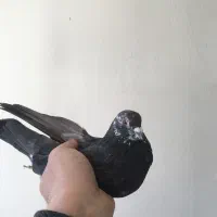 کفتر نر قاره پرشی|پرنده|هشتگرد, فاز ۱ مهستان|دیوار