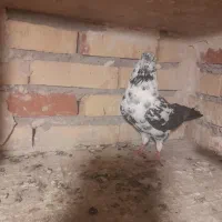 کبوتر