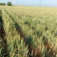 آبیار زراعت جو و گندم ،ذرت و...