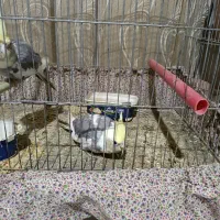 فروش یک جفت عروس هلندی