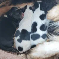 واگذاری|سگ|شیراز, ملاصدرا|دیوار