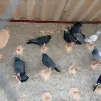 چنتا حیوون خوب