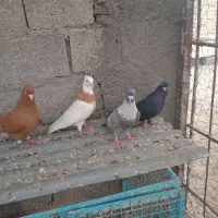 کبوتر رنگی