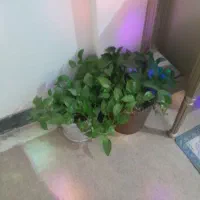 فروش گل و گلدان همه باهم ۹۰۰