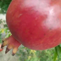 انار درجه یک