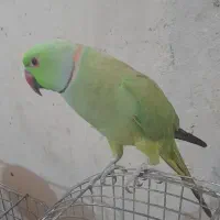 طوطی ملنگو نر فروشی