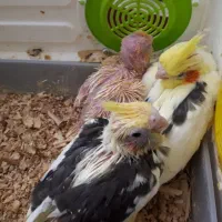 عروس هلندی|پرنده|خرمآباد, |دیوار