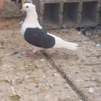 پشت سیاه مامله ایی