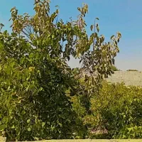 باغچه ۳۱۳ متر،معاوضه با خودرو،|فروش زمین و ملک کلنگی|تهران, شهرک ولیعصر شمالی|دیوار