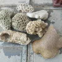 مرجان و شن آکواریوم طبیعی