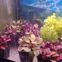 گیاه طبیعی اکواریوم|ماهی|اردبیل, |دیوار