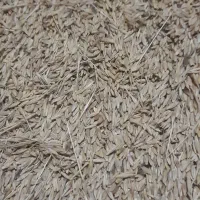 مقداری جو محلی و گندم دون مرغی برای فروش