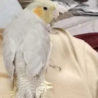 عروس هلندی معاوضه