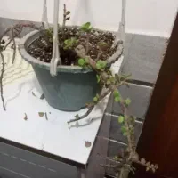 گل طبیعی زیبا|گل و گیاه طبیعی|بیرجند, |دیوار