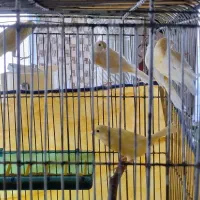 قناری درجه یک و خانگی بی نظیر و سالم و سرحال|پرنده|بروجرد, |دیوار