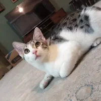 واگزاری گربه ماده شش ماهه عقیم و انگل تراپی شده|گربه|ساری, |دیوار