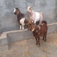 بز کشتاری جوان