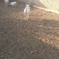 گوسفند|حیوانات مزرعه|میبد, |دیوار