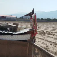 کبوتران عالی وخوب|پرنده|نیریز, |دیوار