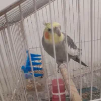 عروس هلندی سینامون|پرنده|شوش, |دیوار