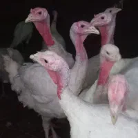 بوقلمون گوشتی