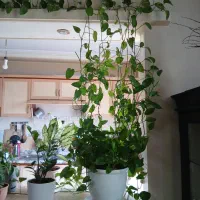 پتوس 7 ساله 5 متری