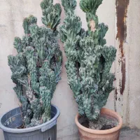 کاکتوس صخره ای