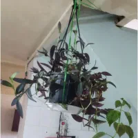 فروش گل با گلدون فقط ۱۵۰ تومن