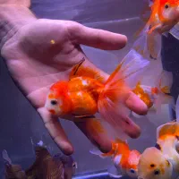 گلدفیش مولد گرید بالا|ماهی|تهران, صادقیه|دیوار