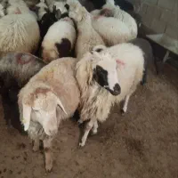 بره گوسفند پرواری گوشتی