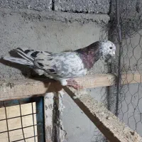 کبوتر سرور