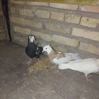سه تا کفتر