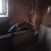 بوقلمون تخم گذار ماده