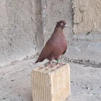 نر سرخ مست و شرور به فروش میرسد