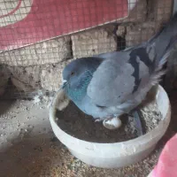 کبوتر بدرنگ|پرنده|مهاباد (اصفهان), |دیوار