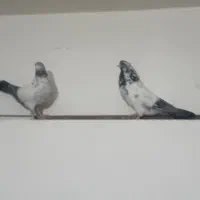 کبوتر کله دم سبز