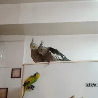 عروس هلندی سه ماهه فروشی