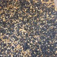 سلام بذر پیاز زرد|حراج|گلبهار, نوبهار|دیوار