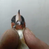 سهره چونه نخودی کروات مشکی